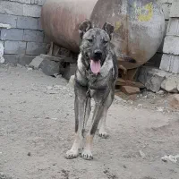 سگ سرابی نر قیمت ۴ میلیون