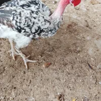 خروسک 5ماهه