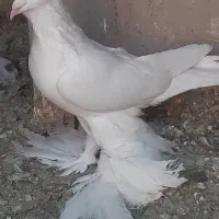 کبوتر|پرنده|بناب, |دیوار