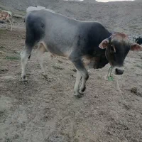 گوساله نر شهری