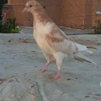 کبوتر جوجه رفته