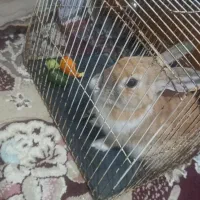 خرگوش هلندی باهوش|موش و خرگوش|سبزوار, شرق کال عیدگاه|دیوار