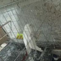 پرندگان عروس هلندی،طوطی برزیلی ومرغ عشق پروانی|پرنده|سلماس, |دیوار