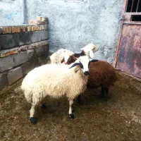 سه عدد بره شیری