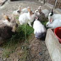 تعدادی خرگوش نروماده