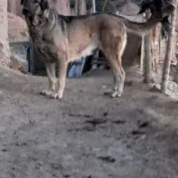 ماده‌عراقی‌۴ساله‌گم‌شده|سگ|میانه, |دیوار