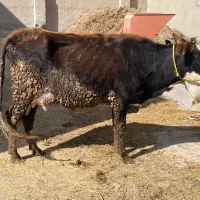 گاو زاییده با گوساله ماده خارجی