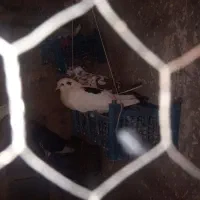 کبوتر