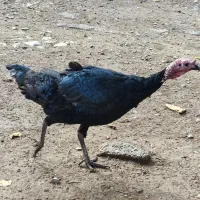 بوقلمون نر و ماده|حیوانات مزرعه|دره شهر, |دیوار