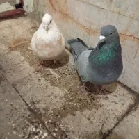 کبوتر|پرنده|قرچک, پارس سرام|دیوار