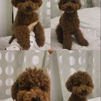 تاینی-توی پودل|سگ|تهران, ونک|دیوار