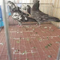 کفتر ی کبوتر|پرنده|تهران, آذری|دیوار