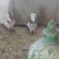 کبوتر فروشی|پرنده|سمنان, |دیوار