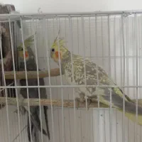 جفت نرو ماده عروس هلندی تخم و جوجه ای رو جوجه بودن|پرنده|زابل, |دیوار