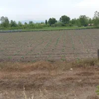 فروش زمین در لنگرود|فروش زمین و ملک کلنگی|رشت, چله خانه|دیوار