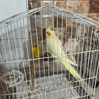 طوطی عروس|پرنده|رشت, کوی جام جم|دیوار