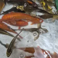 ماهی کوی|ماهی|قم, دروازه کاشان|دیوار