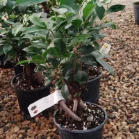 بونسای زیبای جینسینگ|گل و گیاه طبیعی|اصفهان, زاجان|دیوار