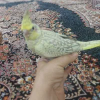 عروس هلندی|پرنده|بندر ماهشهر, |دیوار