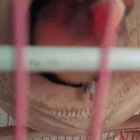 یک جفت برزیلی|پرنده|قشم, |دیوار