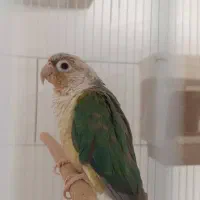 گرینچیک بالغ