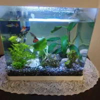 آکواریوم دلسا شیشه خم