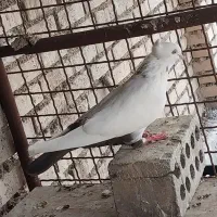 کبوتر دم قهوه ای