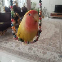 کوتوله برزیلی