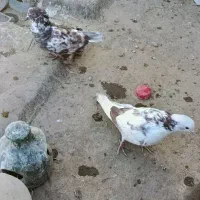 یک جفت کبوتر