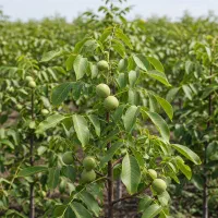 نهال گردو درآمد پایدار و موروثی برای نسل‌ها