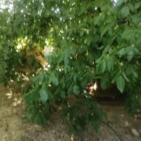 اجاره خونه چغاخور درروستای سیوک|اجارهٔ خانه و ویلا|بروجن, |دیوار