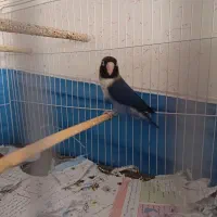 طوطی برزیلی|پرنده|بجنورد, |دیوار