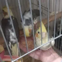 فروش عروس|پرنده|تهران, دکتر هوشیار|دیوار