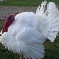 بوقلمون بیوتی ۶|حیوانات مزرعه|اصفهان, ارغوانیه|دیوار