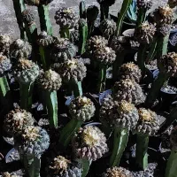 گلهای کاکتوس به قیمت عالی ومناسب حراج زده شد|گل و گیاه طبیعی|کازرون, |دیوار