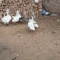 غاز|حیوانات مزرعه|خوی, |دیوار