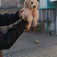 توله شیتزو فلت|سگ|فسا, |دیوار