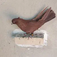 ماده سرخ عروسک درجه درشت