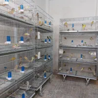 قناری نروماده آماده گلستر رسمی بلندسوپررسمی معمولی