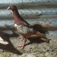 سه تا جوجه میولمنز عطیقه