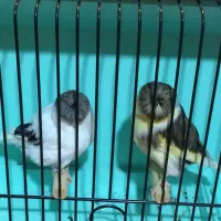 قناری گلاستر|پرنده|ری, هاشمآباد|دیوار