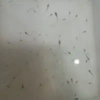 فروش ماهی گوپی تعداد حدود ۱۵۰|ماهی|میاندوآب, |دیوار