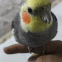 عروس هلندی نر سخنگو