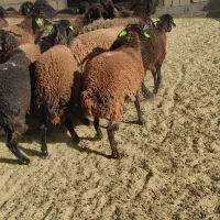 میش افشار و قزل افشار و بره و میش افشار همو وهترو|حیوانات مزرعه|بافق, |دیوار