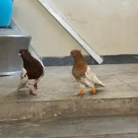 کله سرخ زرد