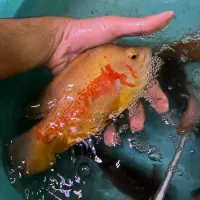 ماهی اسکار بالغ|ماهی|آشخانه, |دیوار