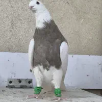 جفت طوقی آس|پرنده|قزوین, |دیوار