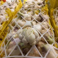 سیر خشک