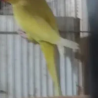 طوطی ملنگو زردنر..سبزماده..فنچ مصری|پرنده|آبادان, |دیوار