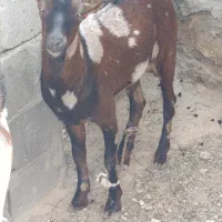 کهر نر شهری چاق و بره کوچک مخصوص کشتار